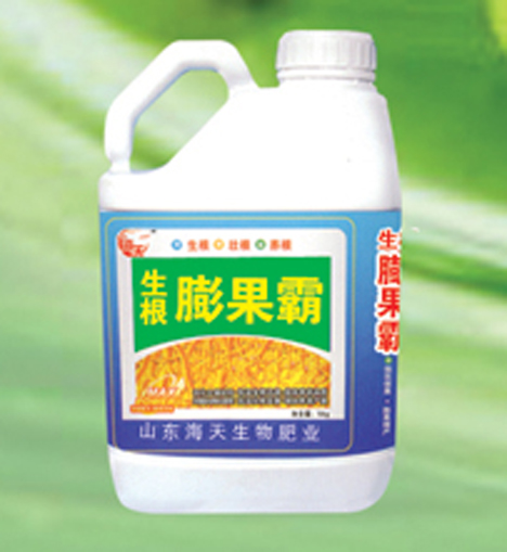 生根膨果霸