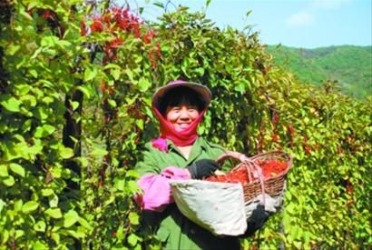 膨果先锋示范田