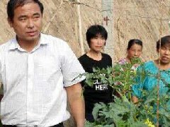 西红柿大棚指导